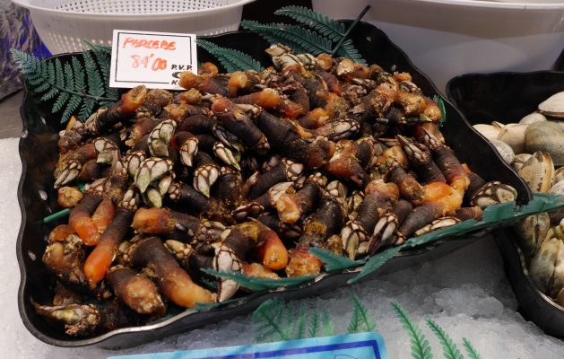 Comer y cocinar percebes los mariscos cuya belleza está en el interior