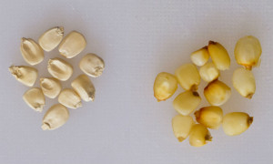 La diferencia entre el grano seco del maíz (izquierda) y el máiz nixtamamlizado (derecha) es notoria. // Foto: Especial
