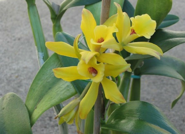 La vainilla pertene a la familia de las orquídeas y debe ser polinizada manualmente. // Foto: Especial