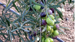 El aceite se extrae del fruto del olivo, las famosas aceitunas. // Foto: Especial.