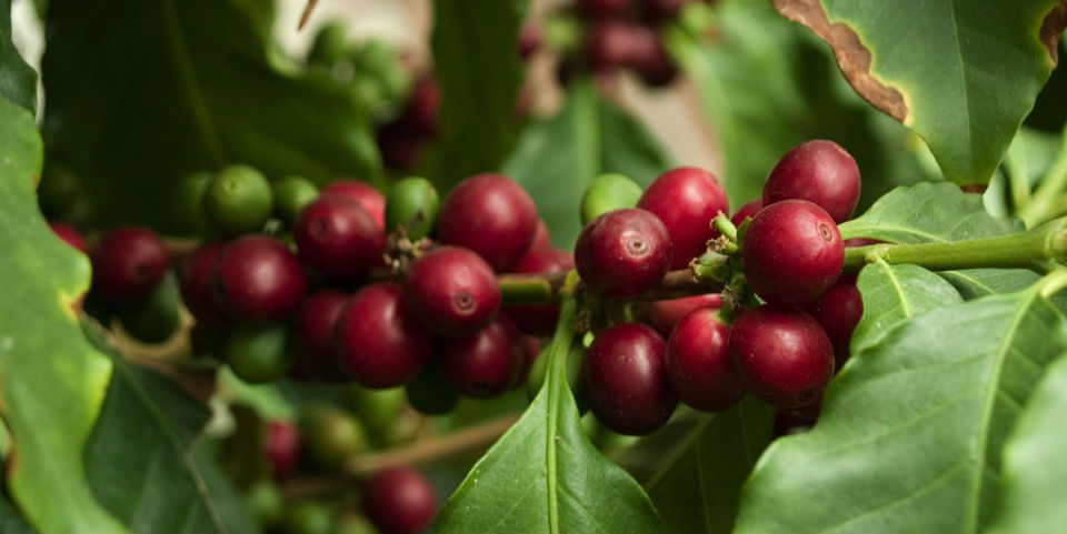 El grano de café es la semilla del cerezo de cafeto. // Foto: Especial.