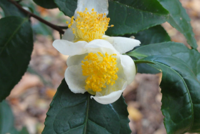 Recuerda, si no es del arbusto Camellia sinensis, no es té. // Foto: Especial.