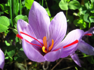 Cada flor da tres "hilitos" de azafrán. // Foto: Especial.