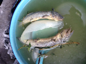 Abajo, en una olla escondida, los ajolotes nadaban en caldo con cebolla. // Foto: Lalo Plascencia. 
