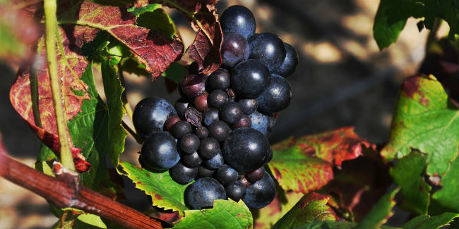 Este vino, elaborado con uva Chafa, es joven y se bebe con apenas unas semanas de fermentación. // Foto: Especial.
