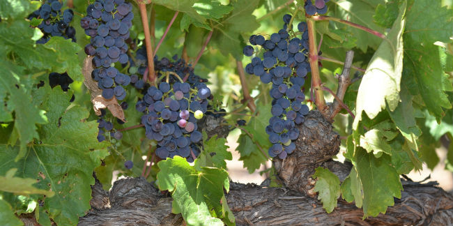 Las uvas tempranillo deben su nombre a que se trata de una uva temprana en madurar, por eso le llaman las tempranilleras. // Foto: Especial.
