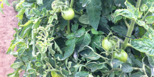 En la hacienda de cinco hectáreas se cultivan 26 variedades de tomate. // Foto: Animal Gourmet.