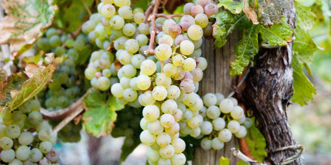 La Riesling es una de las uvas blancas menos conocidas en el mundo. // Foto: Especial.