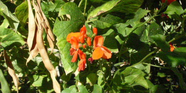 Es una de las 20 especies de frijol originarias de México y de el se come también sus raíces y flores. // Foto: Especial.