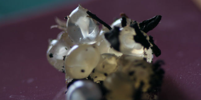 Pocos lo saben pero los huevecillos del caracol son igual o más valiosos que el caviar. // Foto: Especial.