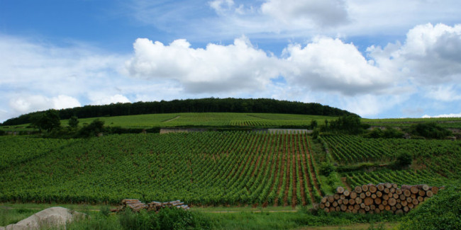 Los mejores vinos del mundo se distinguen por el tipo de suelo en que están plantadas sus vides, tal es el caso de la Borgoña. // Foto: Especial.