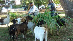 En un parque municipal, los agricultores urbanos crían cabras.