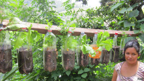 En Tegucigalpa se promueve el cultivo de hortalizas en botellas plásticas usadas.