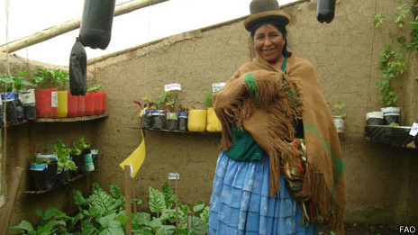 En El Alto hay cientos de invernaderos de adobe.