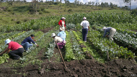 En El Panecillo, en Quito, los vecinos cosechan lechuga. Huerto comunitario en El Chillo, al este de Quito.