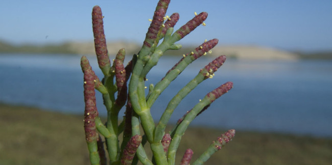 La salicornia crece cerca del mar, en zonas que se inundad de agua salada cuando sube la amrea. // Foto: Especial.