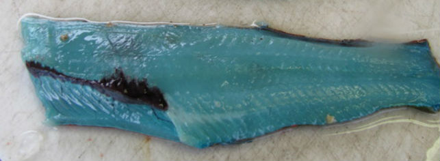 Algunos peces como el blue lingcod, o lorcha en español, son azules por su alimentación pero el color desaparece al ser cocinados. // Foto: Especial 