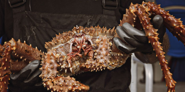 Conocidos como centollos, en español, la pesca del King Crab es uno de los trabajos más peligrosos del mundo en el que cada semana muere un empleado. // Foto: Especial.