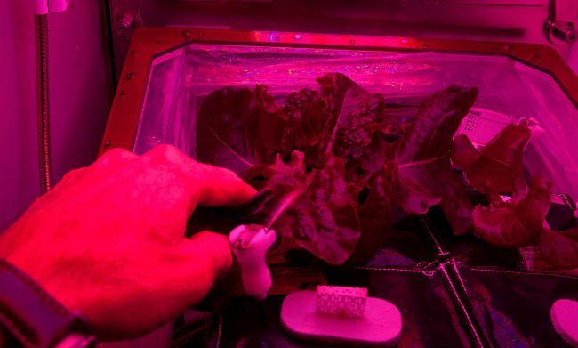Las lechugas crecerán con iluminación artificial para estimular la fotosíntesis, aunque no serán tan verdes como las conocemos... // Foto: NASA