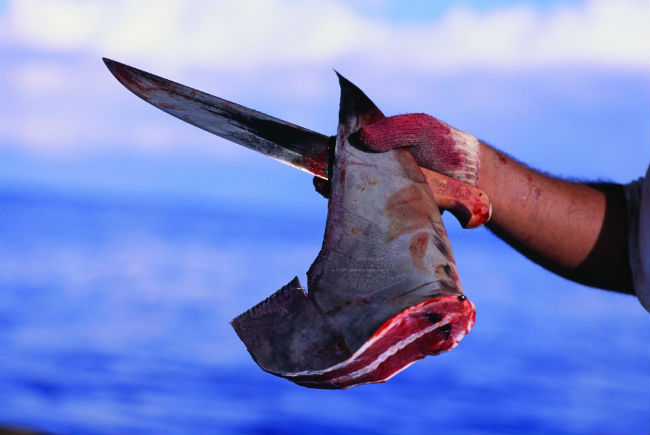 Cada año se reporta la muerte de cuatro personas a causa de un ataque de tiburón; en ese mismo periodo los humanos matan a 100 millones de tiburones. // Foto: Especial.