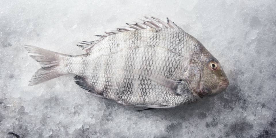 El sargo es un pez muy barato y su carne es ideal para preparaciones en crudo; que no te espante su aspecto, es delicioso. // Foto: Cortesía Comepesca.