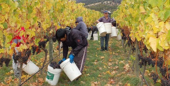Productores de vino australianos migran cada año a tierras menos secas, como las de Tasmania. // Foto: Especial.