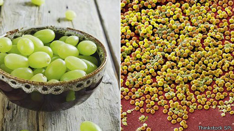 Las bacterias pueden crecer a veces en racimos parecidos a las uvas.