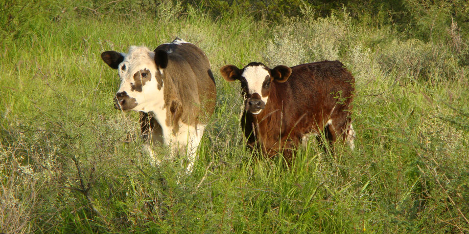 El ganado de Villa de Patos es de libre pastore por lo que su leche tiene mejor sabor, así como los productos lácteos derivados. // Foto: Cortesía Villa de Patos.