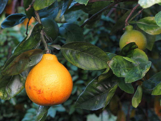 Mandarina + Toronja = Tangelo. // Foto: Forest & Kim Starr (Creative Commons).
