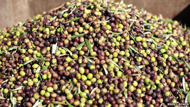  La principal especie de oliva que se cultiva en Cisjordania es la conocida como souri. // Foto: Jeremy Bowen.
