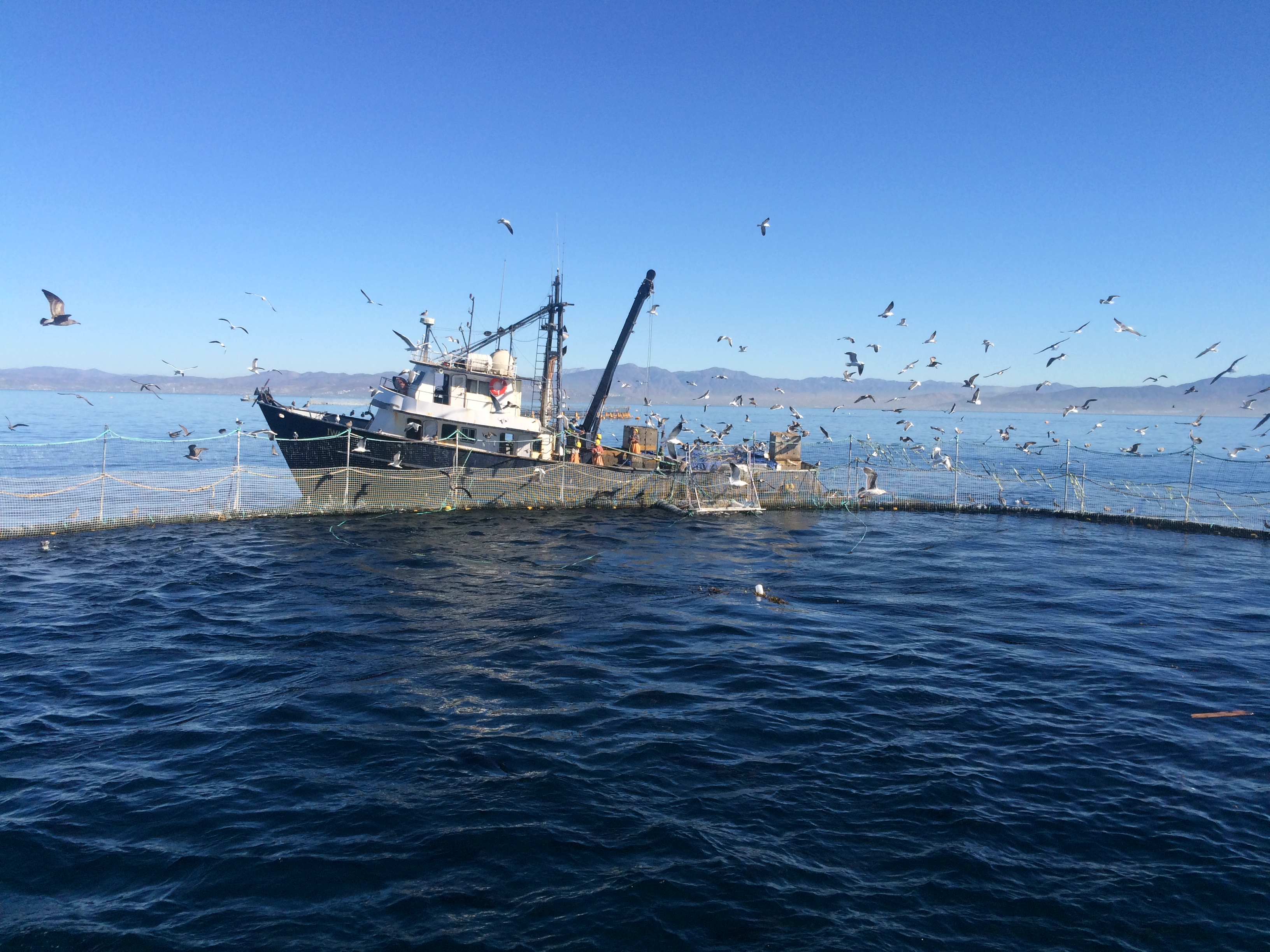 Los atunes se mantienen en cercos de 50 metros de diámetro donde los buzos cuidan las redes para evitar el ataque de los lobos marinos. // Fotos: Animal Gourmet.