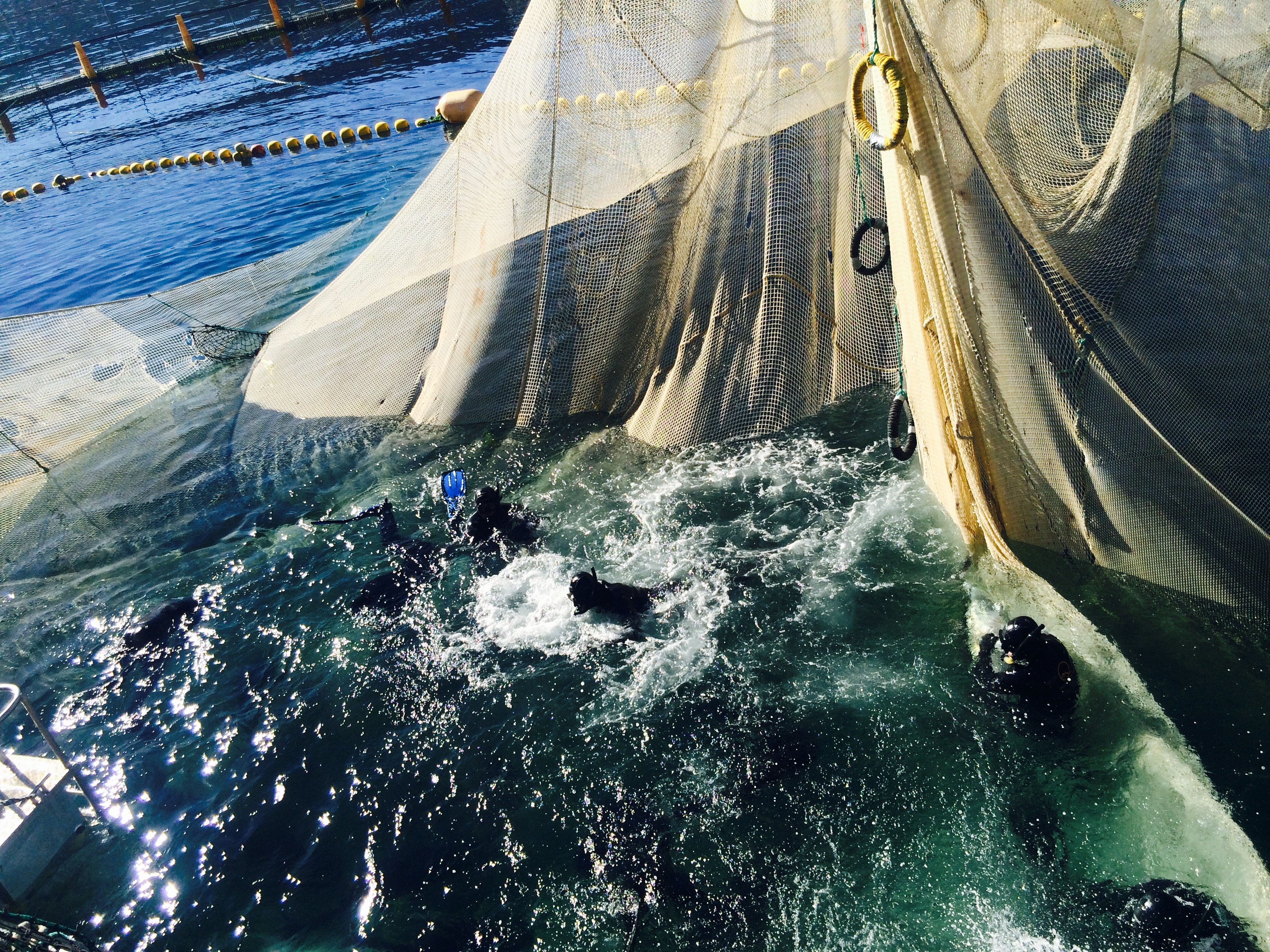 Los buzos "abrazan" los atunes para utilizarlos como propelas y llvarlos al barco en el que se decidirá su destino final. // Foto: Animal Gourmet.