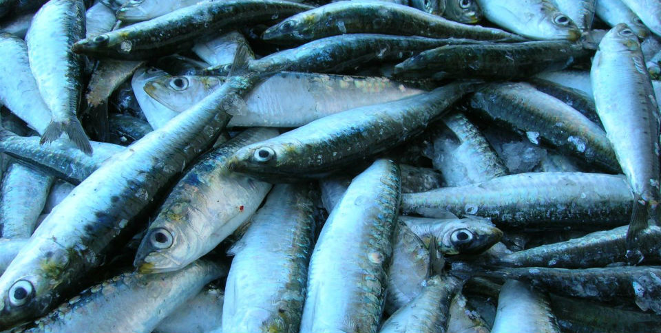 sardinas enlatadas a la mexicana