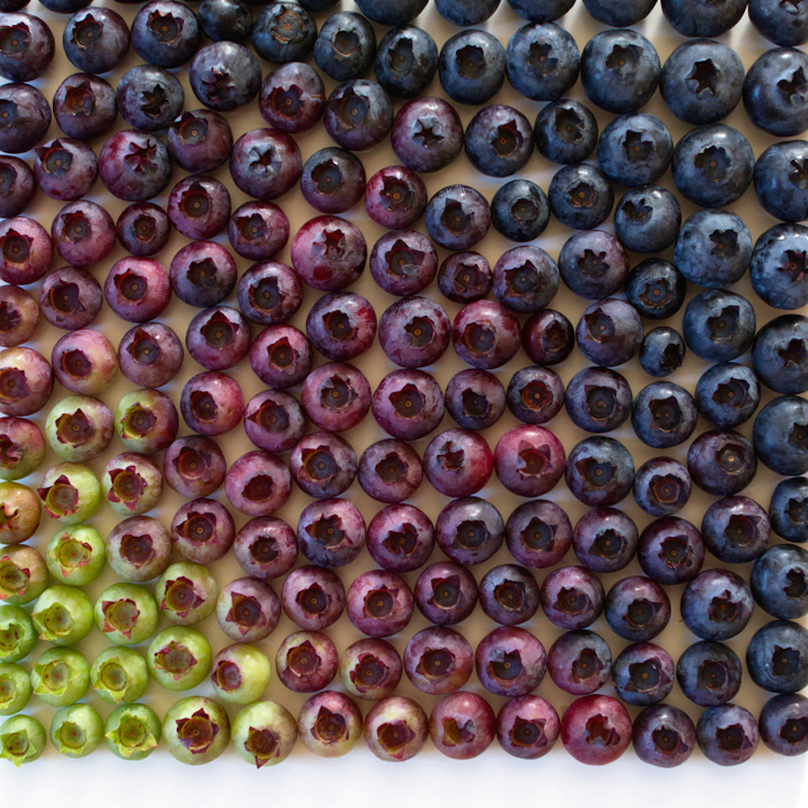 Blueberry-gradient-wrightkitchen.com_