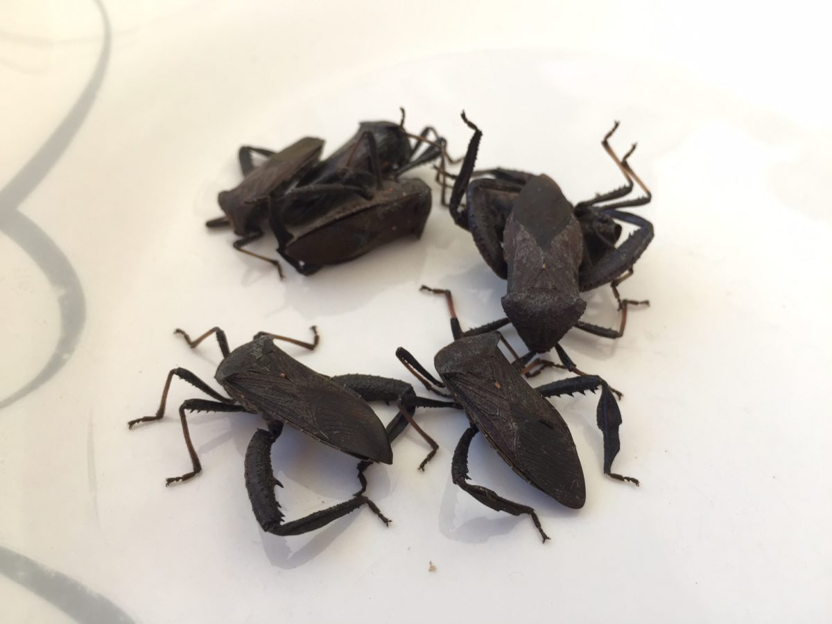 conoce diez insectos que se comen en México