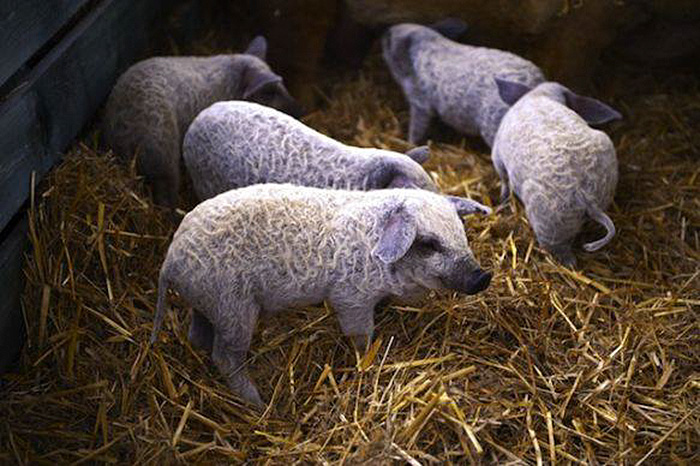 mangalitsa-furry-pigs-hairy-sheep-28__700