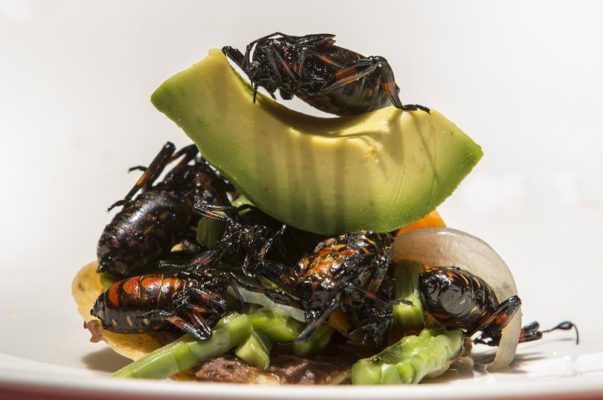 insectos mexicanos comer gusanos