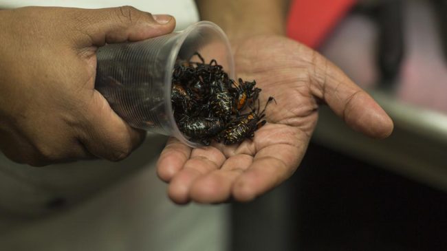 insectos mexicanos comer gusanos