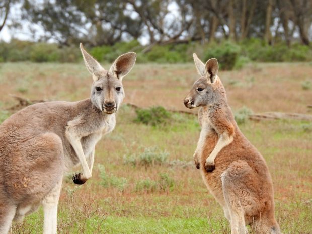 kangaroos-