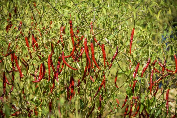 FIESTATODOSCHILES-Planta del Chile de Árbol Yahualica