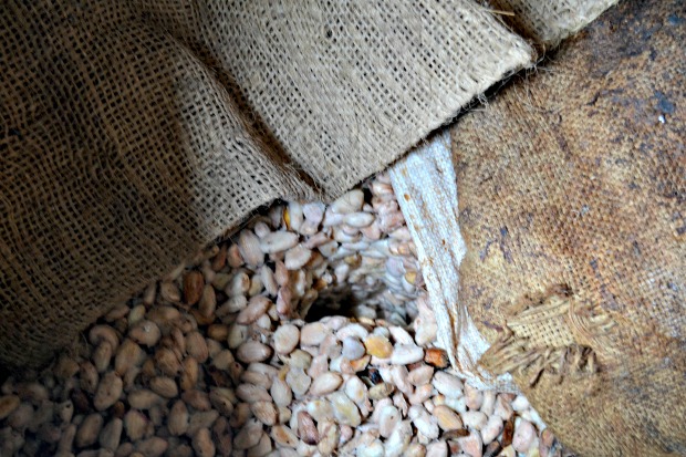 Los granos de cacao se deben fermentar para que agarren la acidez necesaria que se necesita en un chocolate. // Foto: Claudia García.