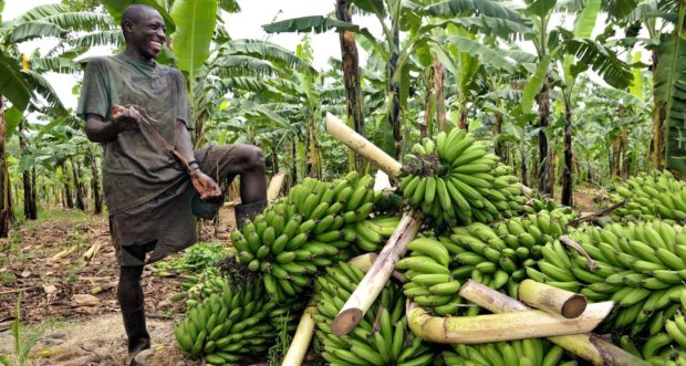 cultivos de plátano en Uganda