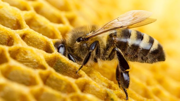 Al meter el néctar en la celda de la colmena, la abeja dispara el proceso que hará que la miel sea antiséptica.