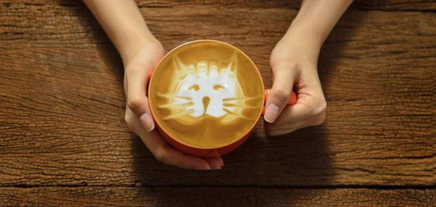En este mundo hay gatos hasta en el café. Foto cortesía de Catfecito Condesa. 