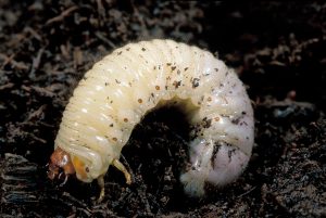 Witchetty grub