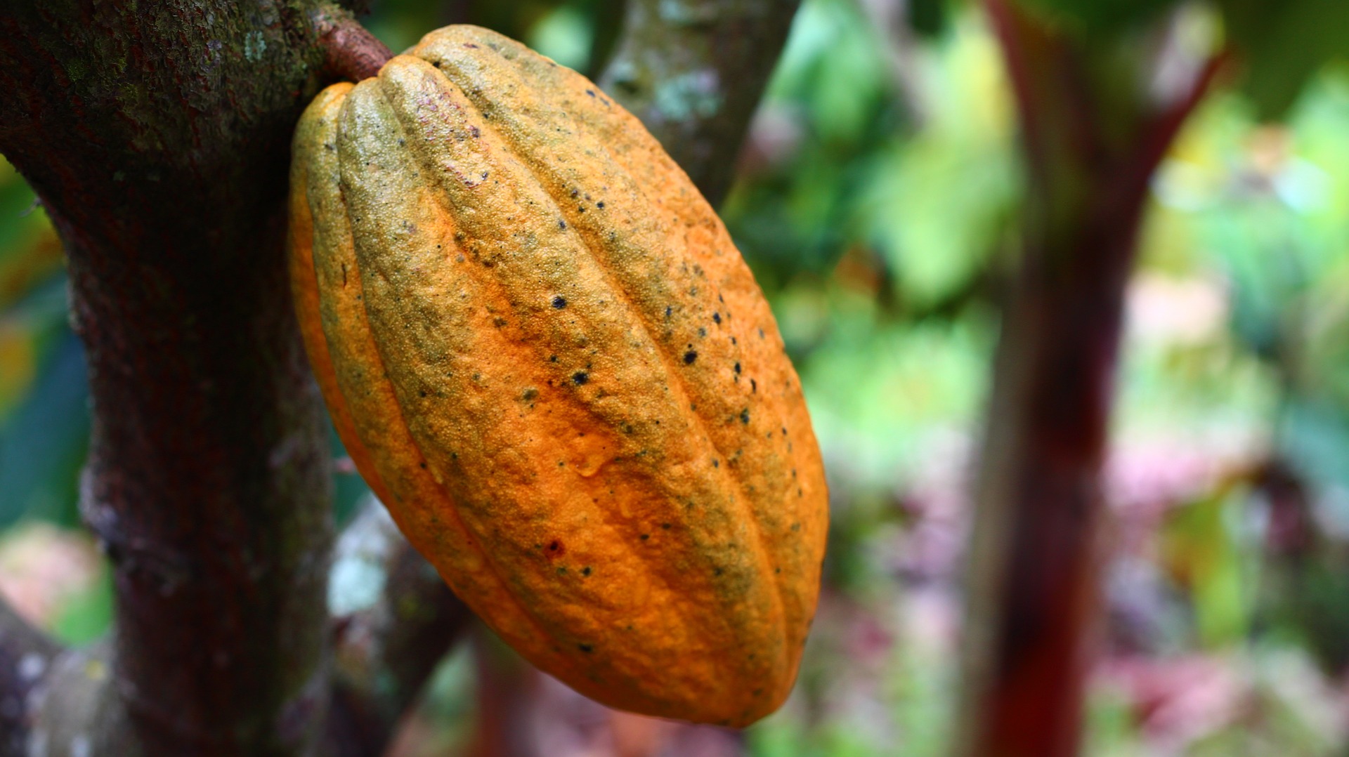 cacao mexicano