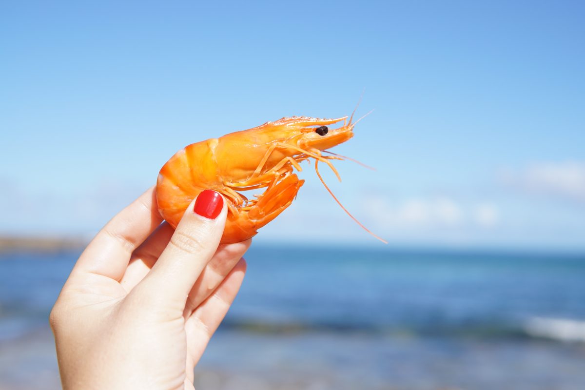 Comida de mar: ¿de verdad son más frescos los pescados y mariscos en la  playa?