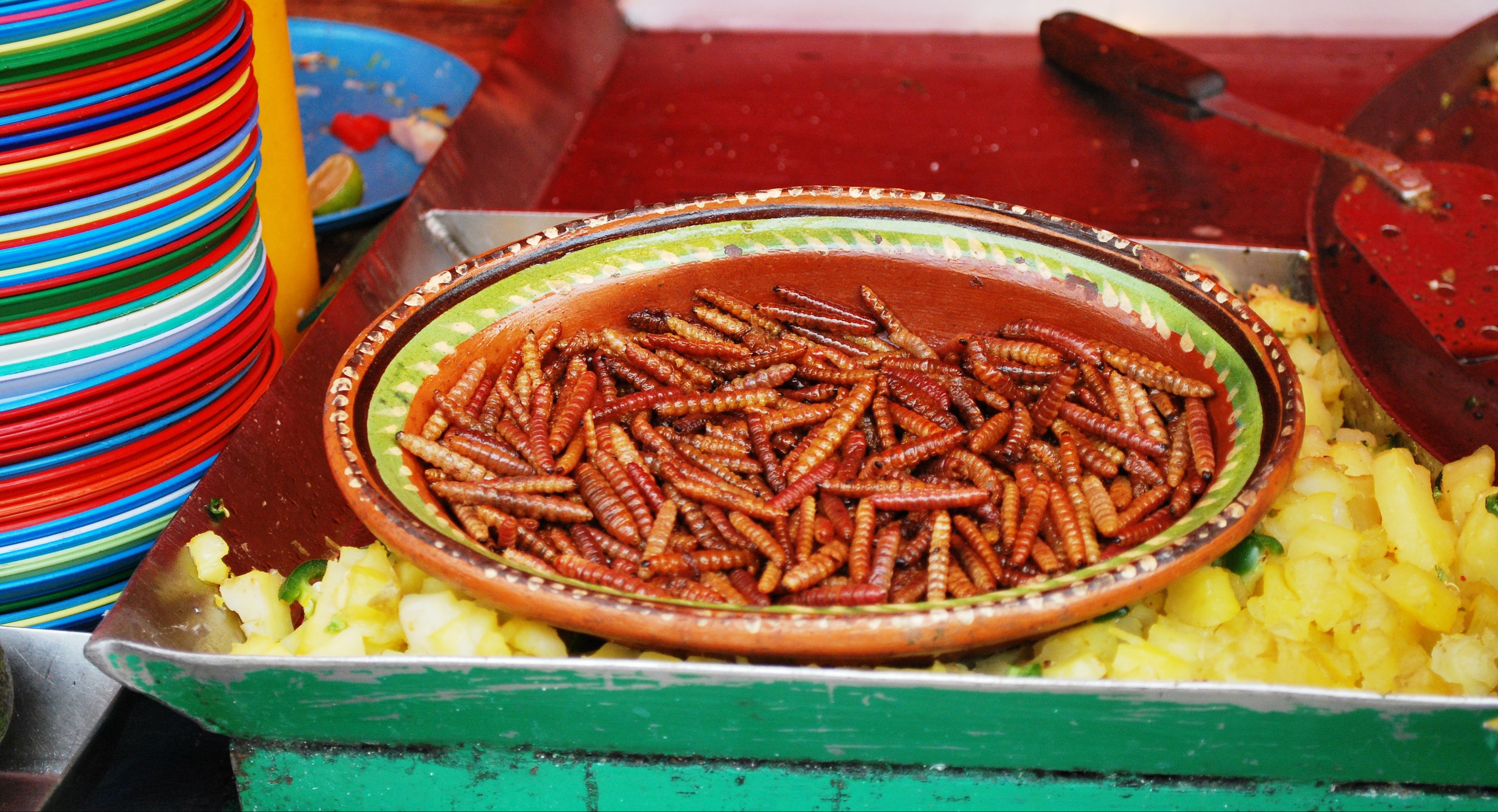 Gusanos de maguey y chinicuiles, los reyes de los insectos comestibles