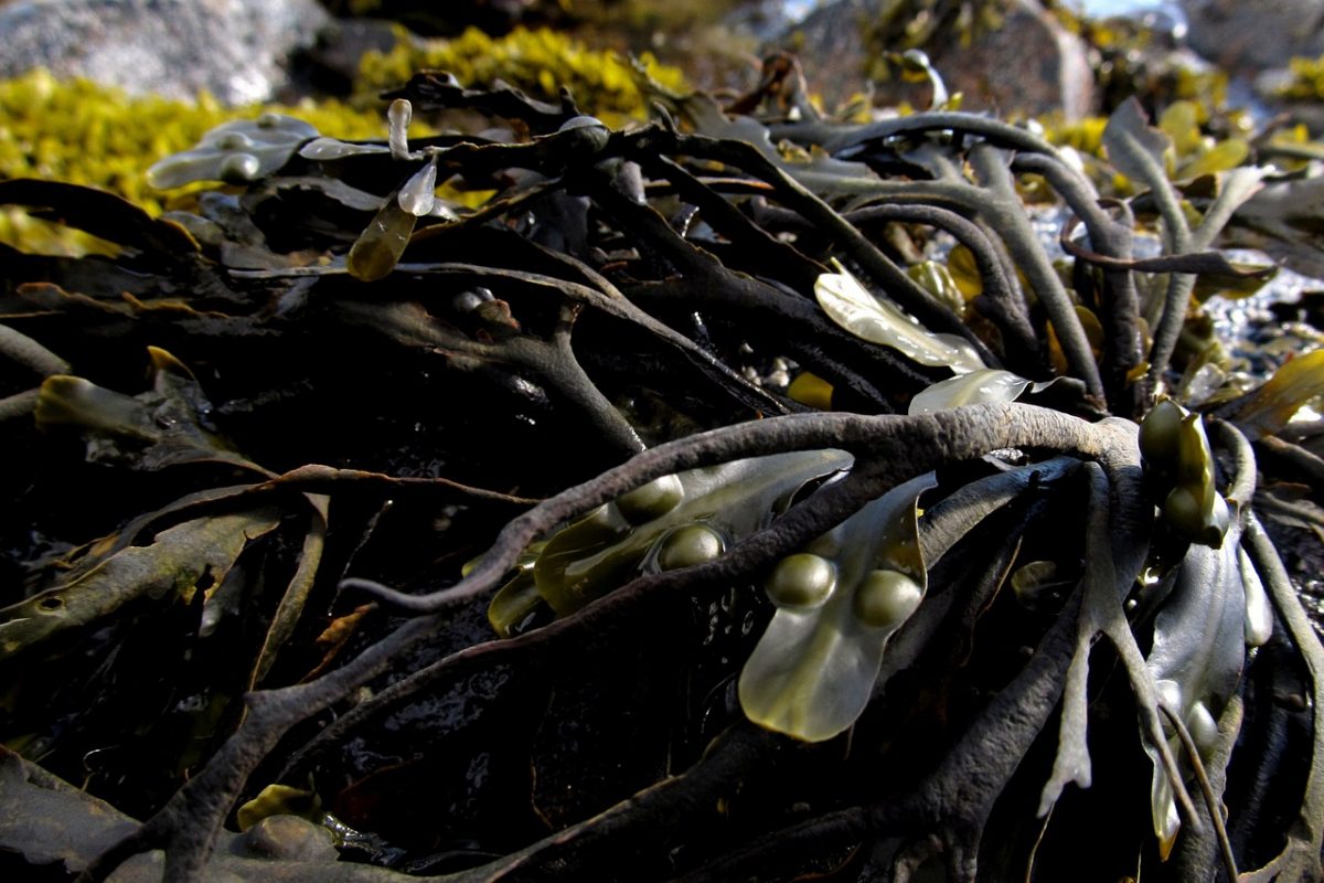 cocinar con algas aditivos sazonadores