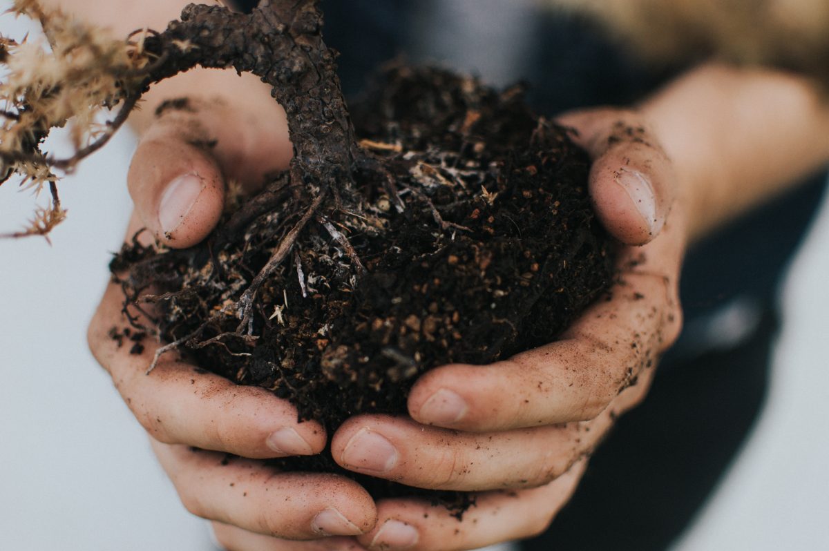 Ekologi: transformar la basura en fertilizante orgánico para cultivar vegetales